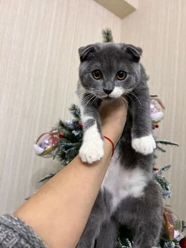 вислоухий сиамский кот: Шотладская вислоухая, Самец, Самка, В добрые руки, Платная доставка, Самовывоз, Бесплатная доставка — 2