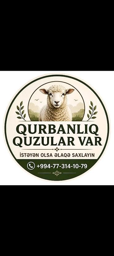 Qurbanlıq quzu istəyən olsa əlaqə saxlasın Erkey qurbanlıq quzular Var lalafo.az -da Qurbanlıq quzu istəyən olsa əlaqə saxlasın Erkey qurbanlıq quzular Var