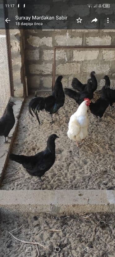 zümrüd ördək: Tek 100 ayam zemani cut 200m .qap — 21