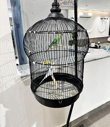 çardaq quşun yuvası: 🌟 Kiçik quşlar üçün mükəmməl qəfəslər artıq satışda! Yumurtlayan və — 8