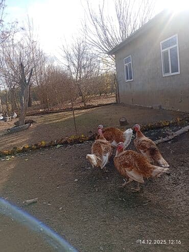 Inəklər, öküzlər: Erkək, Amerika, Ətlik — 5