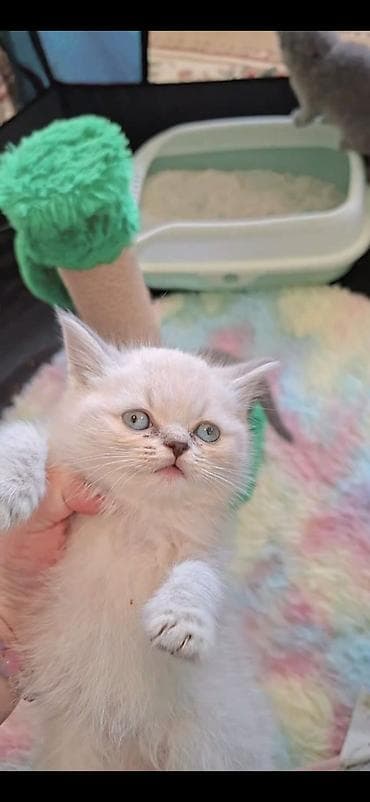 angora pişik: Britan, Erkək, Dişi — 4