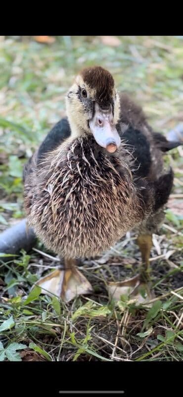 ana arı satışı: Muscovy ördəyi (indoutka) – qarışıq qara-ağ lələklər, qırmızı karnizli — 11