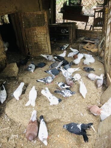 geref quşu: Müxtəlif rənglərə və naxışlara malik ev göyərçinləri mövcuddur. Onlar — 4