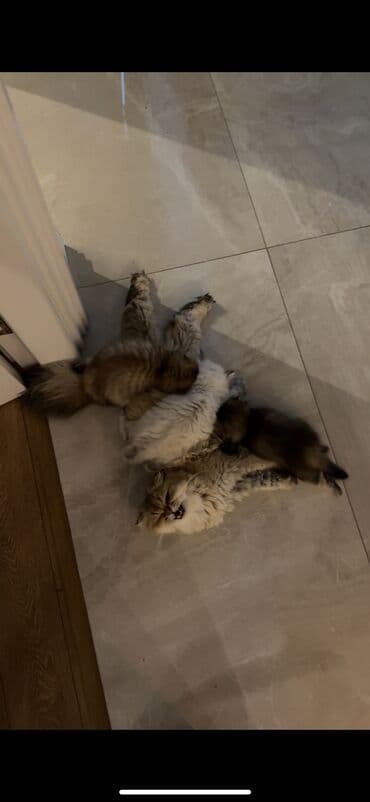 объявления отдам в хорошие руки: Шиншилла, Самец, Самка, В добрые руки, Самовывоз — 2