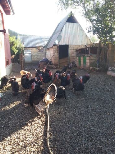 erkek dana satilir: Erkək, Amerika, Ətlik, Ünvandan götürmə — 2