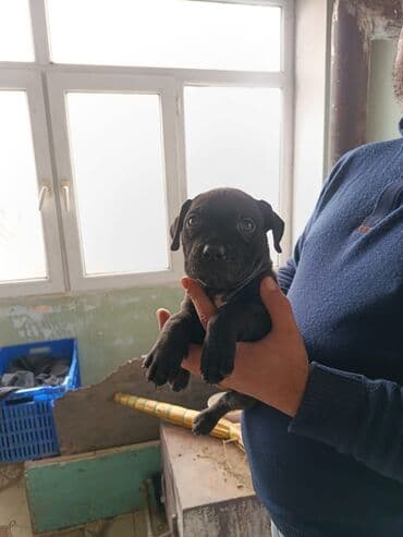 Gəmiricilər: 2 ay, Erkek, Peyvəndli — 2