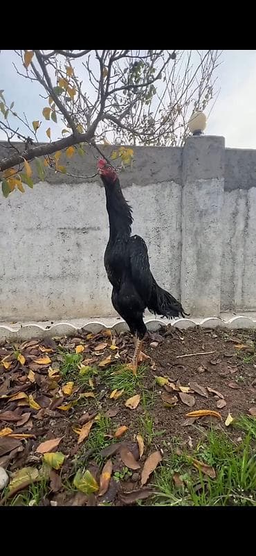 toyuq cinsləri: Məhsul: Uzunboyun döyüş tipli toyuq cütü (xoruz + toyuq) Təsvir: - — 3