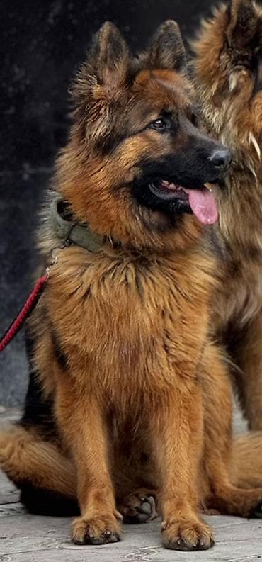 Pişiklər: Alman çoban iti, 1 il, Dişi, Peyvəndli, Ünvandan götürmə — 2