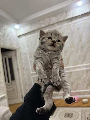 qara pitbull: Tabbi, Dişi, Erkək, Yaxşı əllərə — 4