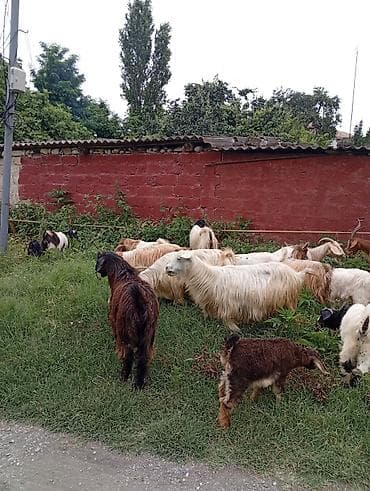 donuz iti: Salam 24 baş heyvandır.1 ədəd hələbdən dönmə təkə.11 ədəd ana keçi.12 — 3