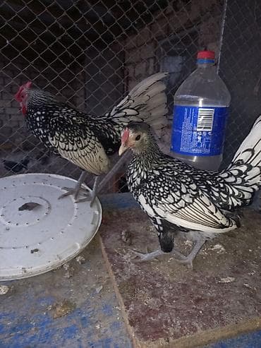 K/t heyvanları üçün mallar: Toyuq, Damazlıq — 4