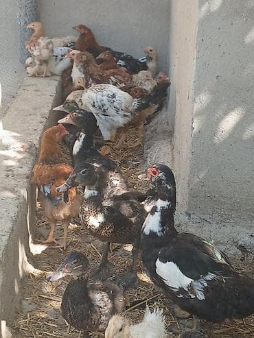 brama cucesi: Muskovy ördəkləri (indoutka) – müxtəlif rəng çalarlarında sürü - — 4