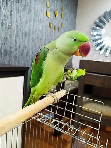 Другие птицы: Real alıcılara endirim var Məhsul: Aleksandr papağanı (Psittacula — 3