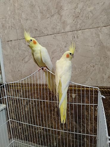 tutu quşu: Nymph parakitləri (Cockatiel) – lutino rəng mutasiyası olan cüt - — 2