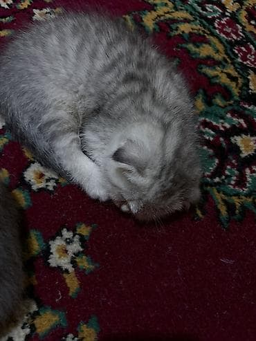 sican sekili: Şotland yastı qulaq, Dişi, Yaxşı əllərə, Ünvandan götürmə — 2