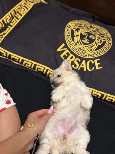 it xaltalari satisi: Sevimli balaca it balası – ağ-krem rəngli, tüklü və kompakt. Qısa — 2