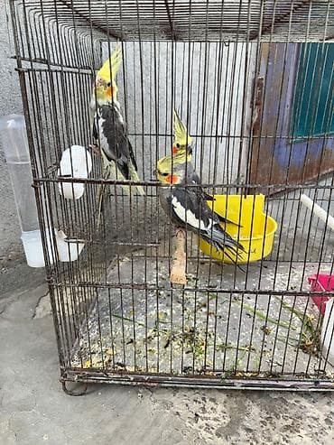 erkey danalar: Tam sağlam korellalar — 2