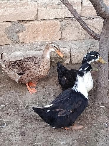 ordey satisi: Yumurtluyan ordeyler 2fere biri erkey — 4