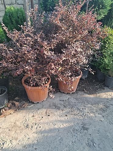 banan agaci: Landşaft ağac və kolları – fidanlar və iri qablarda dekorativ bitkilər — 4