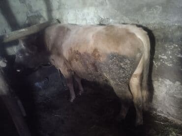 inekler ucar: Satılır: 2 baş cins buğa - Növ: mal-qara (erkək buğa) - Say: 2 baş - — 2