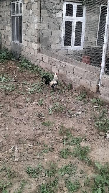 xarkov xoruzu: Xoruz, Yapon, il: 1, Ödənişli çatdırılma, Ünvandan götürmə — 4