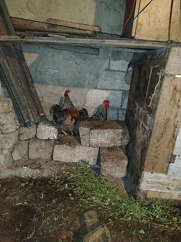 tap az sudluk inəklər: Məhsul: Ev təsərrüfatı üçün xoruzlar və Təsvir: - Şəkillərdə bir — 5