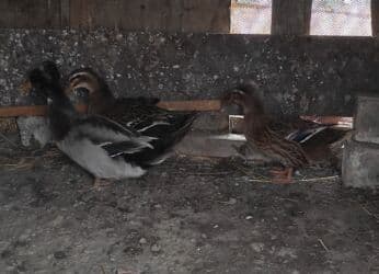 lal ordəklərin satışı: Salam 1 yaşıl baş kəkilli, 2 sona 1 ri kəkilli satilir qiyməti 60 AZN — 7