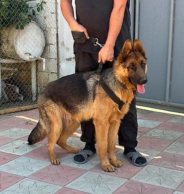 Alman çoban iti, 11 ay, Erkek, Peyvəndli, Ödənişli çatdırılma