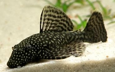 haski bala: Akvaryum üçün “Tam Başlanğıc Dəsti” – evdə balıq saxlamağa başlamaq — 8