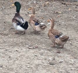 ördək balası və cücə: Dişi, | Kuban, Damazlıq, Pulsuz çatdırılma — 7