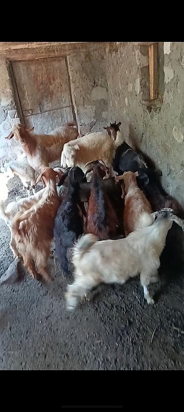cucə şəkili: Satışda yerli keçi sürüsü - Növ: yerli keçilər (dişi və erkək fərdlər — 2