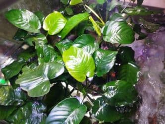 oskar balığı: Anibias Barteri Qiqant nadir növlərdən di yerli artım Y.Yasamal. 5 — 3