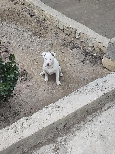 Heyvanlar üçün mallar: Məhsul: Ağ rəngli balaca it balası Təsvir: - Ağ tüklü, qısa tüklərə — 2