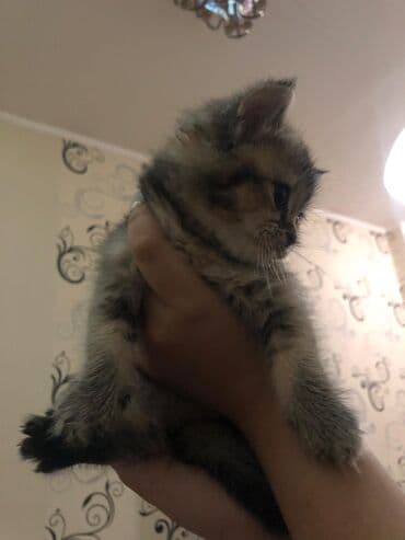 котенок в хорошие руки: Məhsul: Pişik balaları Təsvir: - Şəkillərdə boz (bərk-boz rəngli) — 4