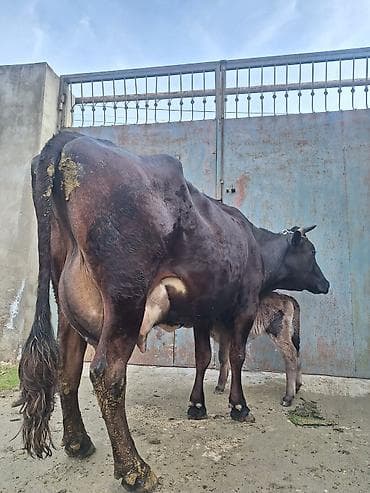 20 litir süd verir 2 qarına düyədi 10 gündü doğub balası dişdi lalafo.az -da 20 litir süd verir 2 qarına düyədi 10 gündü doğub balası dişdi