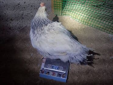 Toyuq, Yumurtalıq, Ünvandan götürmə lalafo.az -da Toyuq, Yumurtalıq, Ünvandan götürmə