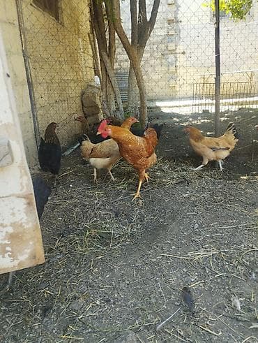 cuce: Toyuq, Damazlıq, Ünvandan götürmə — 7
