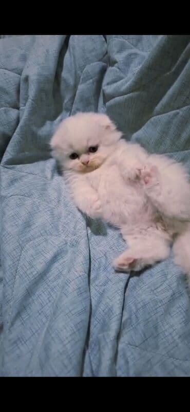 maykonq pişik: Şotland, Erkək, Cütləşmə üçün, Ödənişli çatdırılma — 10