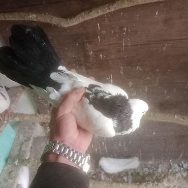 pavlin goyərcin: Qara boyun deste qara quyruq erkek mayad 2- birlikde 30 azn 1 eded — 8