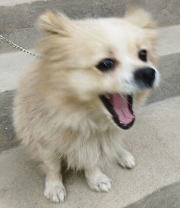 coban itləri: Şpitz, 8 ay — 1