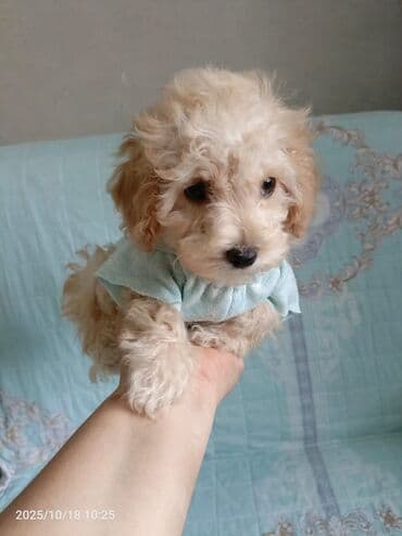 щенки купить: Пудель, 2 месяца, С прививками, Самовывоз — 6