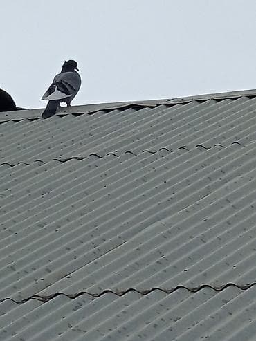 goyercinlər: Məhsul: Ev göyərçinləri (qarışıq rəng və cinslər) Təsvir: - — 5