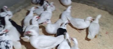 tovuz quşu satışı: Təcili satılır.Real alıcılar əlaqə saxlaya bilər — 9