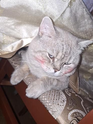 pişik siyam: Britan — 4