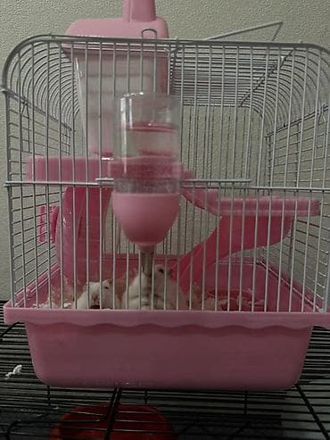 Hamster üçün tam dəst aksesuar və avadanlıqlar - Qəfəs: iki