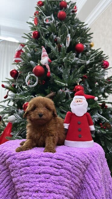 где купить собаку в баку: Пудель, 2 месяца, Самец, С прививками, Самовывоз — 6