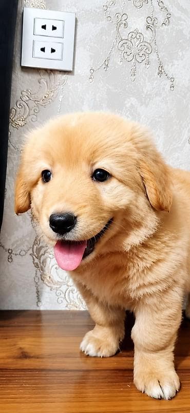 it heyvan: Retriever, 4 ay, Ünvandan götürmə — 1