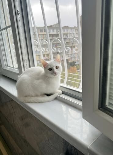 pulsuz pişik: Erkək, Yaxşı əllərə — 1