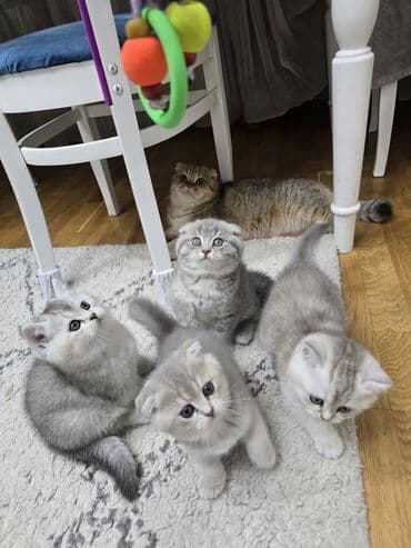 Şotland, Ünvandan götürmə — 5